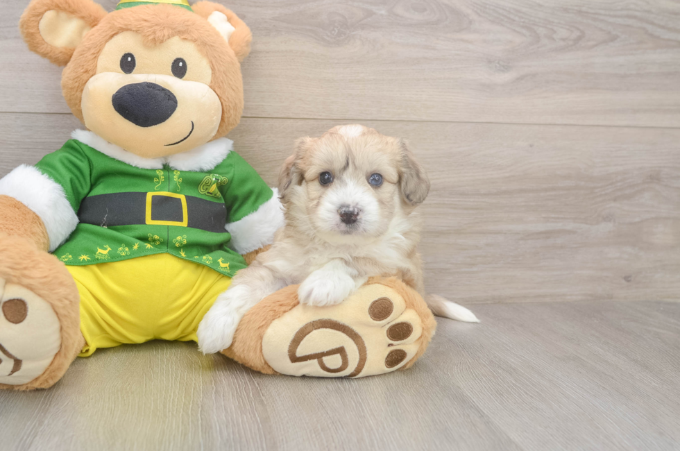 5 week old Aussiechon Puppy For Sale - Simply Southern Pups