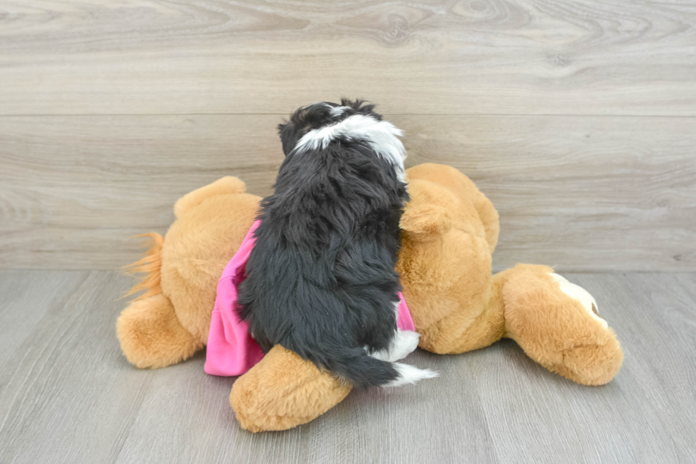 Adorable Aussie Bichon Designer Puppy