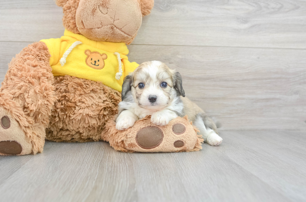 6 week old Aussiechon Puppy For Sale - Simply Southern Pups