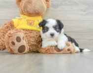 7 week old Aussiechon Puppy For Sale - Simply Southern Pups