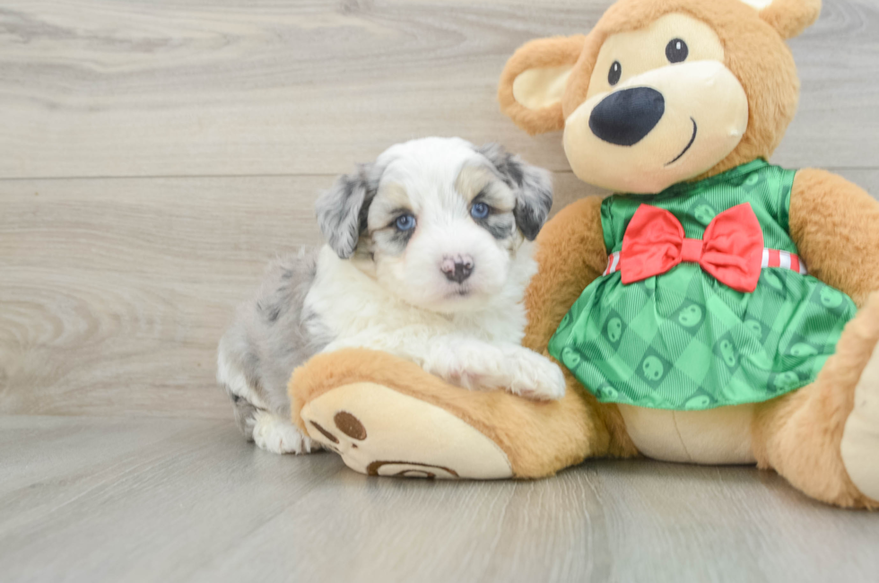 6 week old Aussiechon Puppy For Sale - Simply Southern Pups