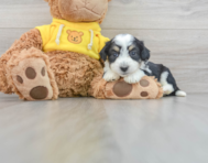 8 week old Aussiechon Puppy For Sale - Simply Southern Pups
