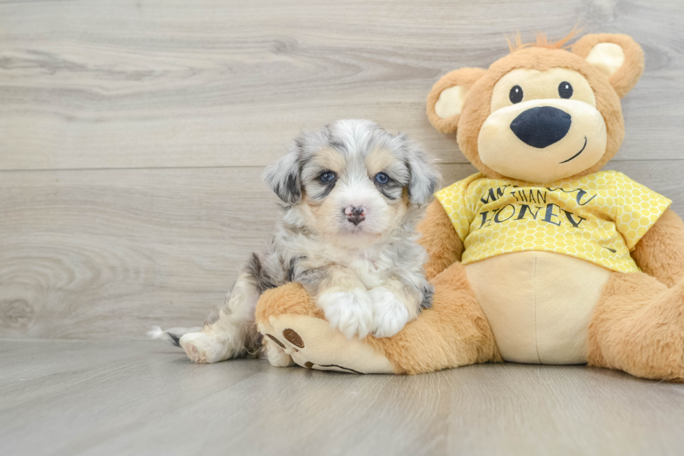 Sweet Aussiechon Baby