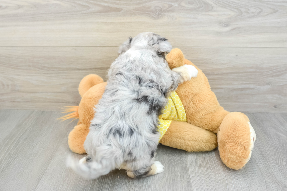 Aussiechon Pup Being Cute