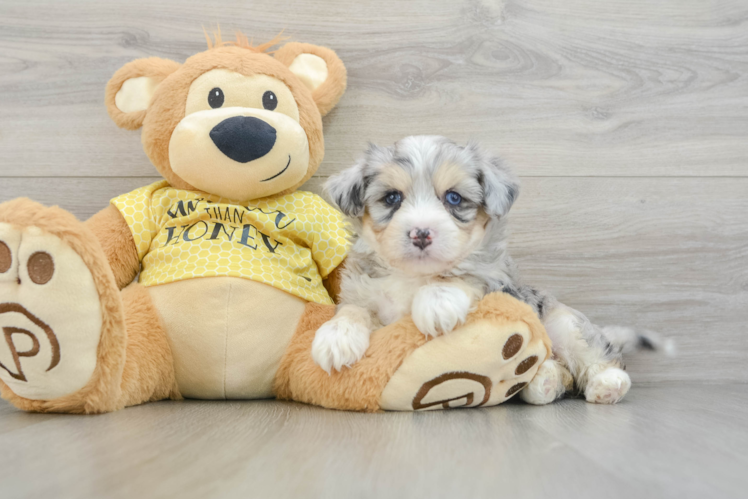 Hypoallergenic Aussie Bichon Designer Puppy