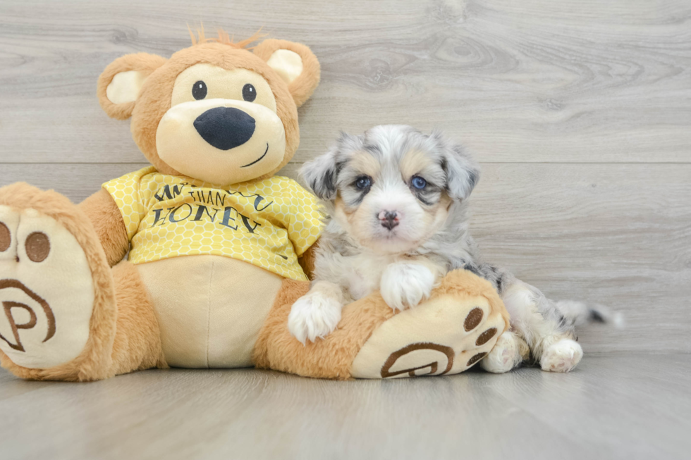 Hypoallergenic Aussie Bichon Designer Puppy