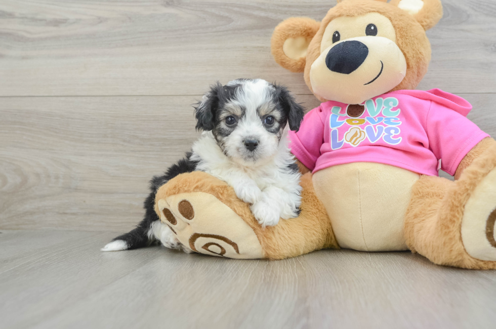 5 week old Aussiechon Puppy For Sale - Simply Southern Pups