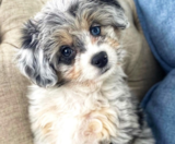 Aussiechon Puppies For Sale Simply Southern Pups
