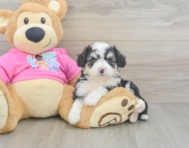7 week old Aussiechon Puppy For Sale - Simply Southern Pups