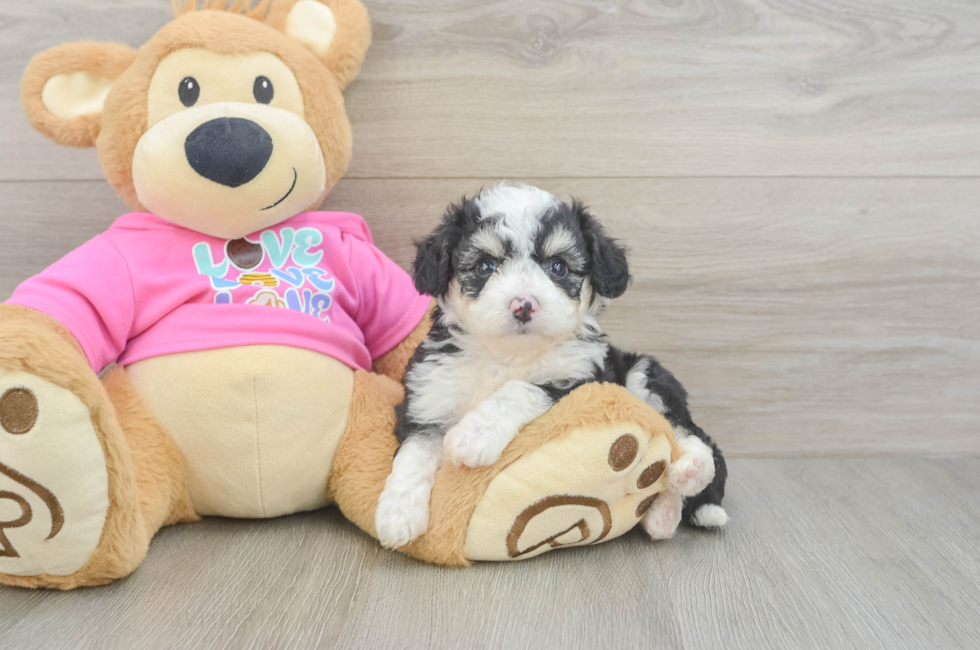 5 week old Aussiechon Puppy For Sale - Simply Southern Pups