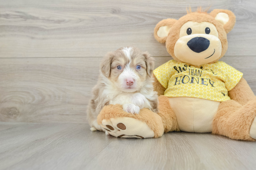 6 week old Aussiechon Puppy For Sale - Simply Southern Pups