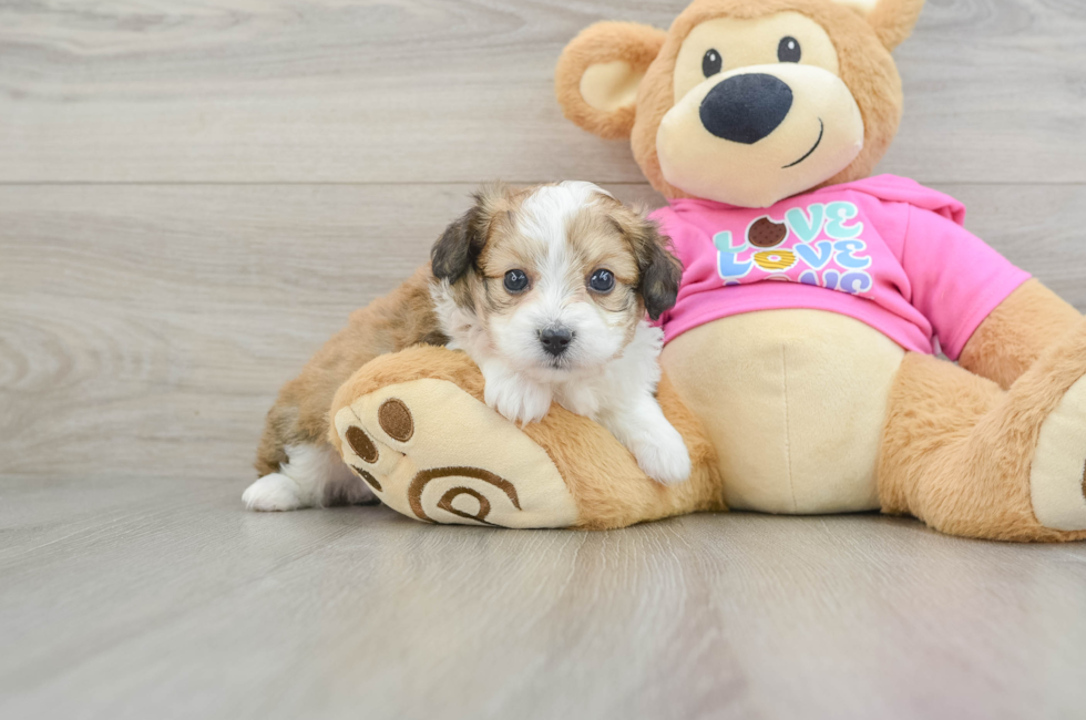 6 week old Aussiechon Puppy For Sale - Simply Southern Pups