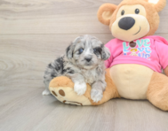 6 week old Aussiechon Puppy For Sale - Simply Southern Pups