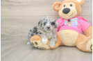 Aussiechon Puppy for Adoption