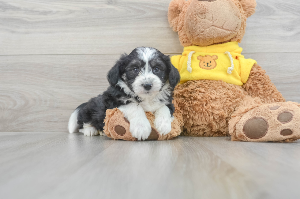 5 week old Aussiechon Puppy For Sale - Simply Southern Pups