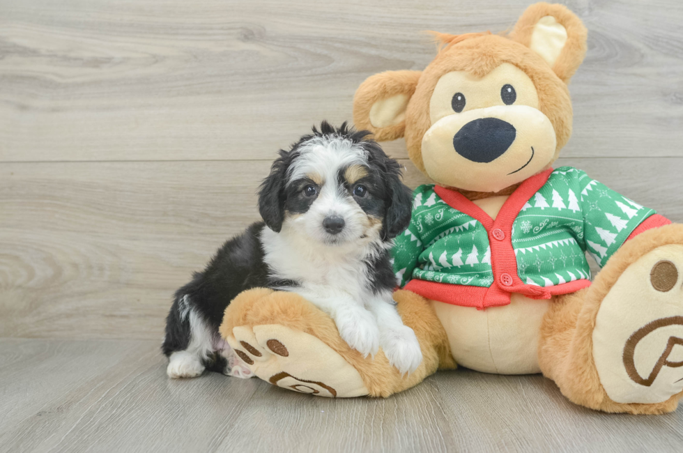 7 week old Aussiechon Puppy For Sale - Simply Southern Pups