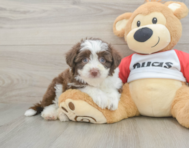 7 week old Aussiechon Puppy For Sale - Simply Southern Pups