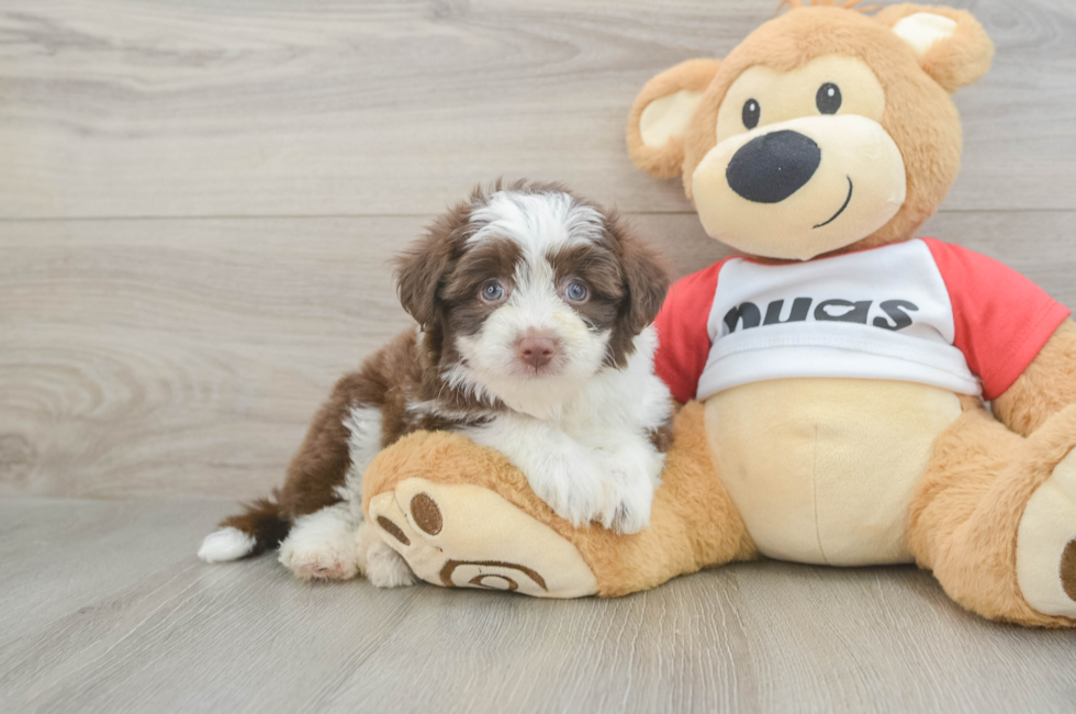 6 week old Aussiechon Puppy For Sale - Simply Southern Pups