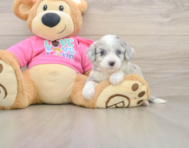 7 week old Aussiechon Puppy For Sale - Simply Southern Pups