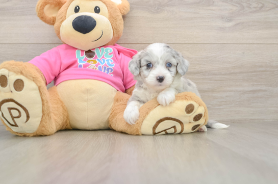 Hypoallergenic Aussie Bichon Designer Puppy