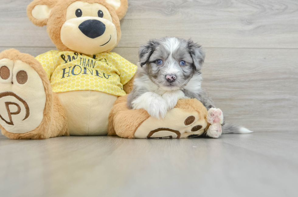 6 week old Aussiechon Puppy For Sale - Simply Southern Pups