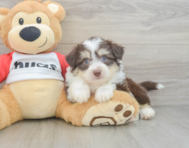 6 week old Aussiechon Puppy For Sale - Simply Southern Pups