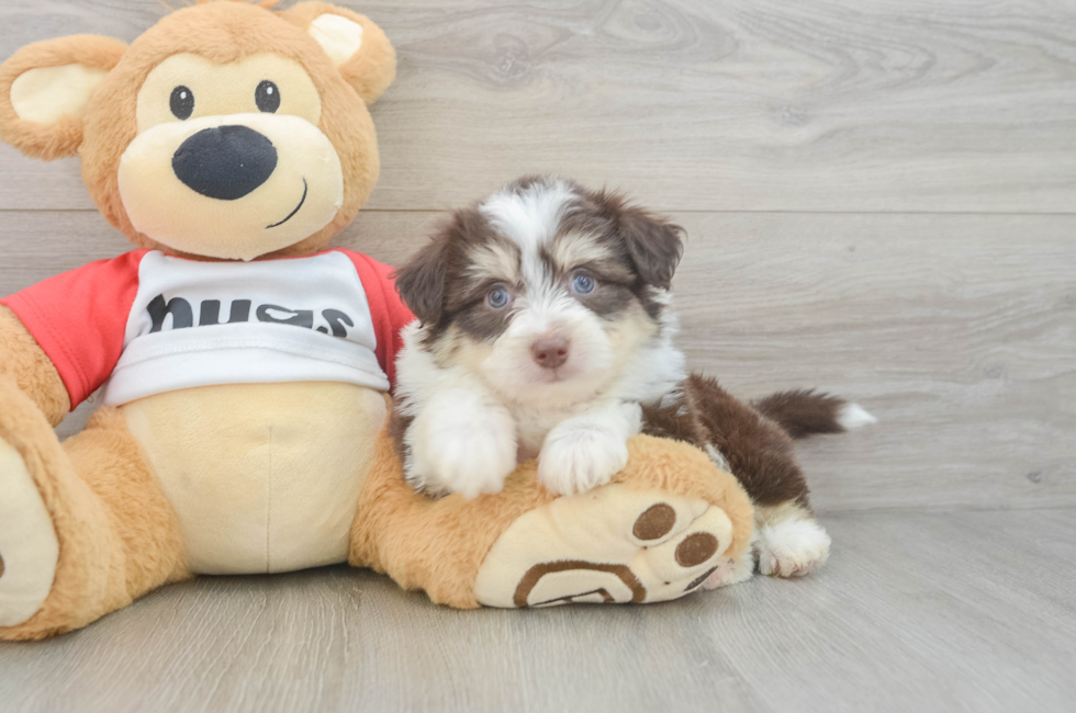 6 week old Aussiechon Puppy For Sale - Simply Southern Pups