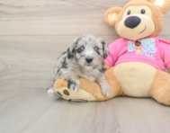 6 week old Aussiechon Puppy For Sale - Simply Southern Pups