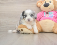 7 week old Aussiechon Puppy For Sale - Simply Southern Pups