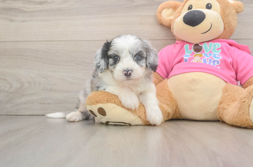 5 week old Aussiechon Puppy For Sale - Simply Southern Pups