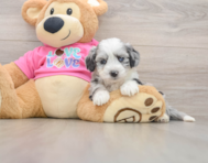 7 week old Aussiechon Puppy For Sale - Simply Southern Pups