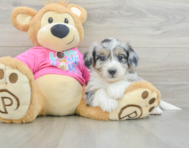 6 week old Aussiechon Puppy For Sale - Simply Southern Pups