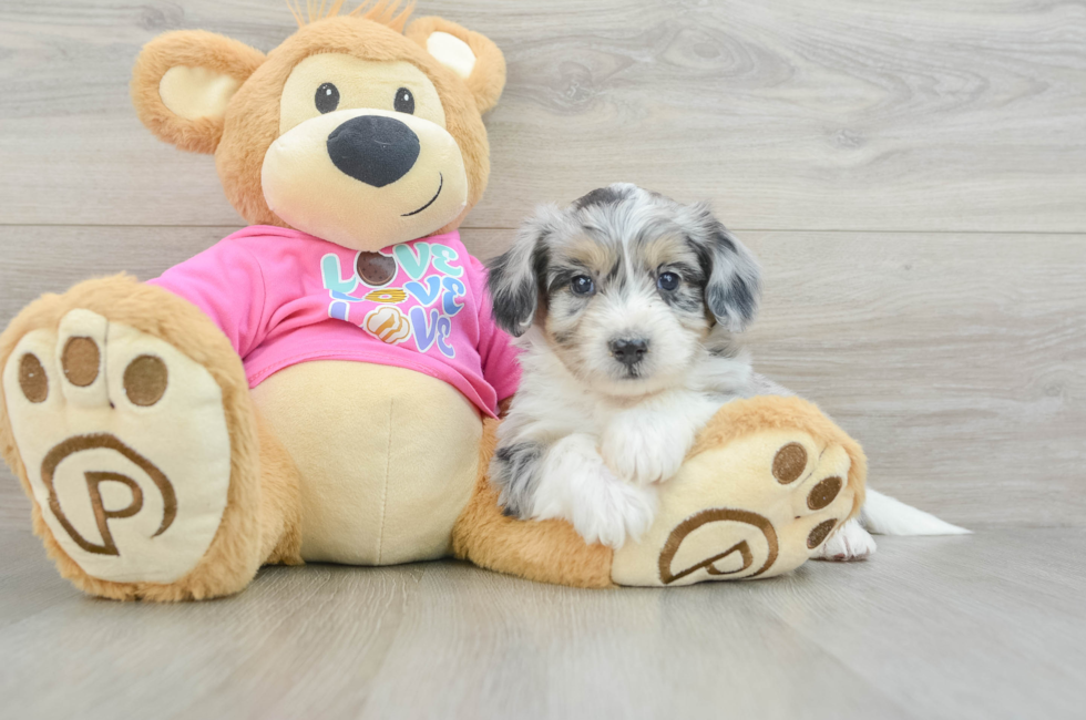 6 week old Aussiechon Puppy For Sale - Simply Southern Pups