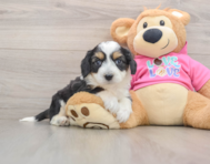 7 week old Aussiechon Puppy For Sale - Simply Southern Pups