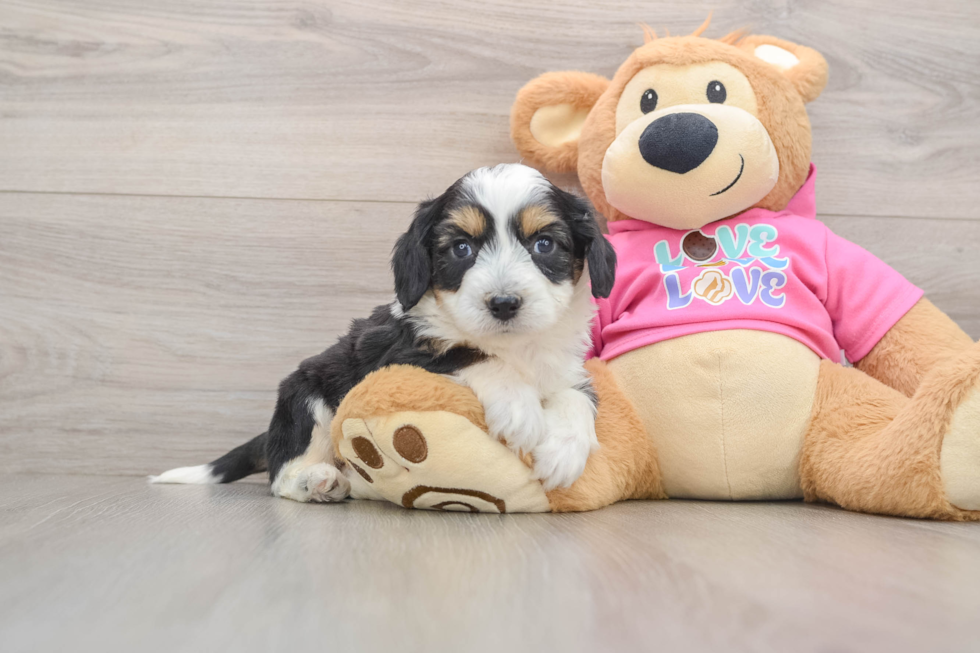 Happy Aussiechon Baby