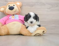 8 week old Aussiechon Puppy For Sale - Simply Southern Pups
