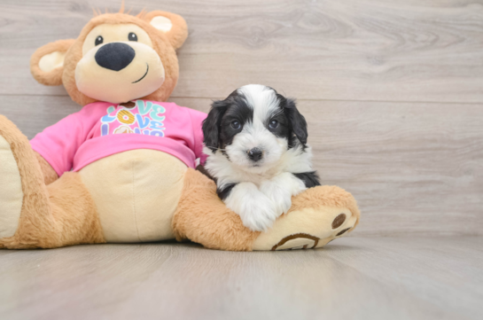 Best Aussiechon Baby