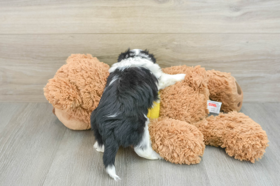 Fluffy Aussiechon Designer Pup