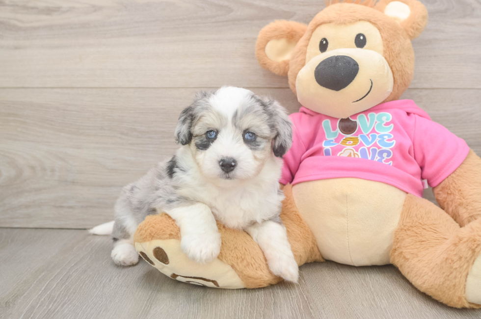 5 week old Aussiechon Puppy For Sale - Simply Southern Pups