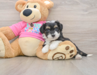 8 week old Aussiechon Puppy For Sale - Simply Southern Pups