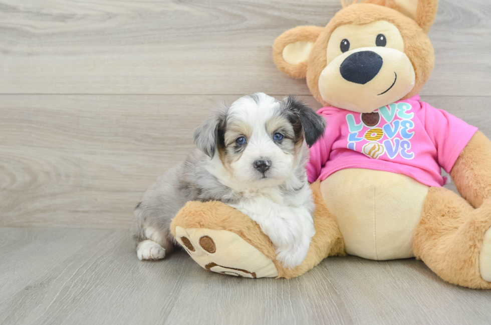 6 week old Aussiechon Puppy For Sale - Simply Southern Pups