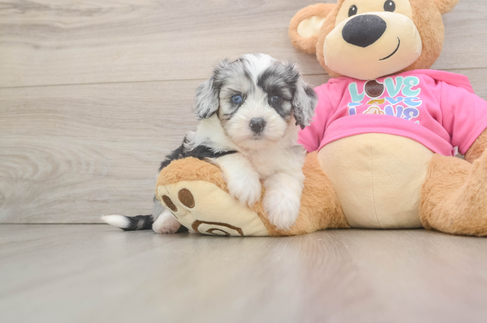 5 week old Aussiechon Puppy For Sale - Simply Southern Pups