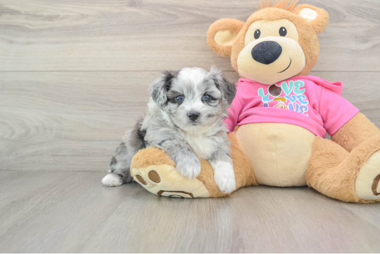 Funny Aussiechon Designer Pup