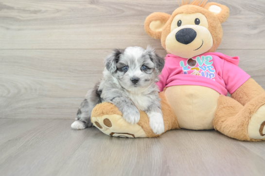 Funny Aussiechon Designer Pup