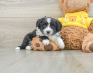 7 week old Aussiechon Puppy For Sale - Simply Southern Pups