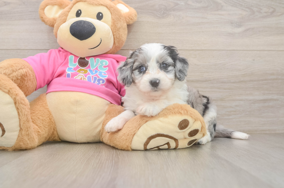 5 week old Aussiechon Puppy For Sale - Simply Southern Pups