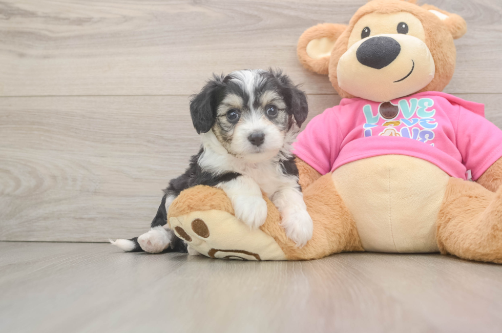 5 week old Aussiechon Puppy For Sale - Simply Southern Pups