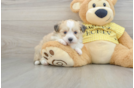 Adorable Aussie Bichon Designer Puppy