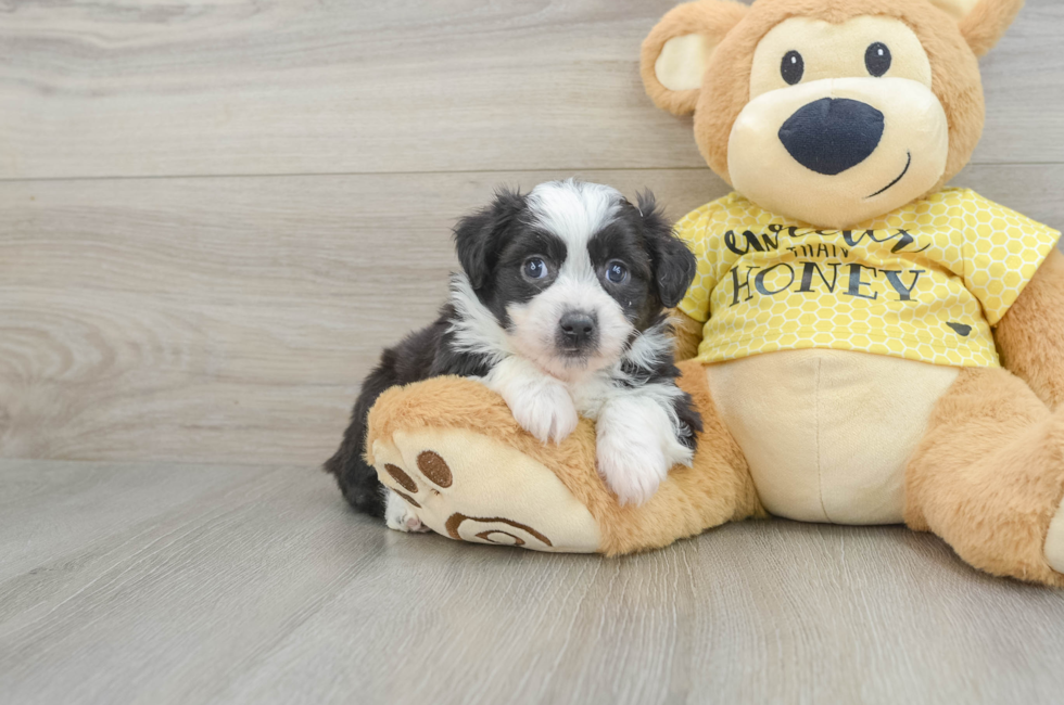 5 week old Aussiechon Puppy For Sale - Simply Southern Pups