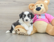 5 week old Aussiechon Puppy For Sale - Simply Southern Pups